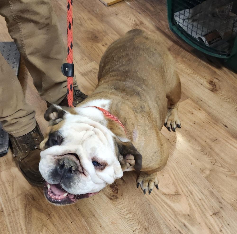Enlarge Cutie Cupcake, a Adoptable English Bulldog in East Greenville, PA image 2/5