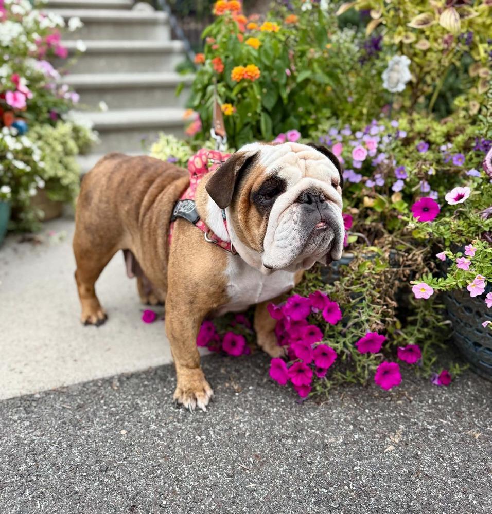 Enlarge Cutie Cupcake, a Adoptable English Bulldog in East Greenville, PA image 3/5