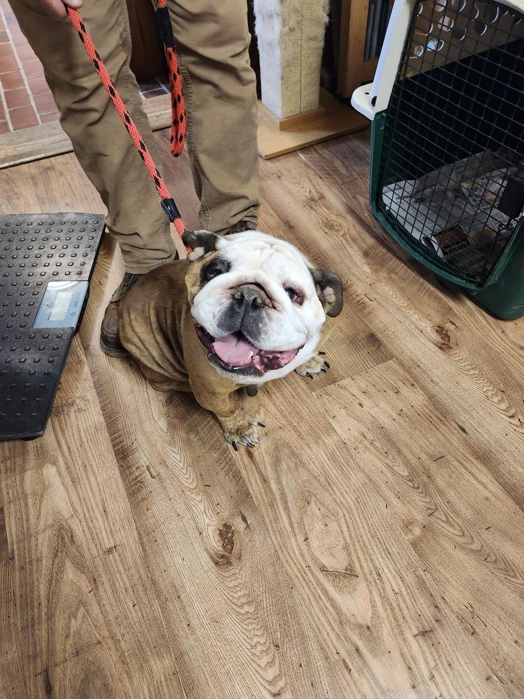 Enlarge Cutie Cupcake, a Adoptable English Bulldog in East Greenville, PA image 4/5