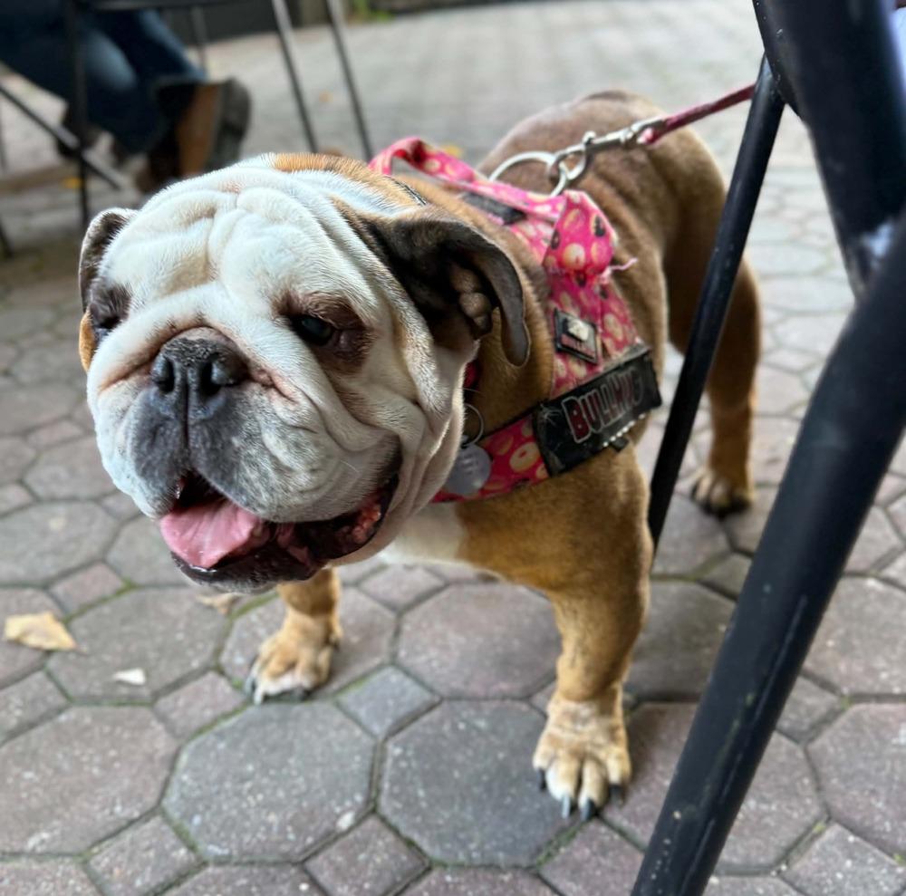 Enlarge Cutie Cupcake, a Adoptable English Bulldog in East Greenville, PA image 5/5