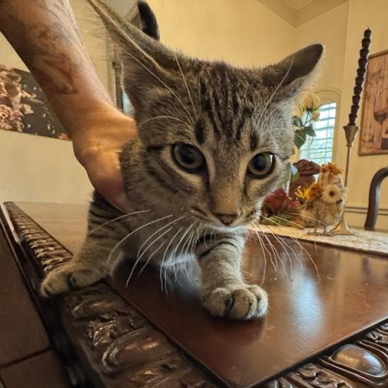 Kaan, Adopted, Kitten Male Domestic Short Hair.