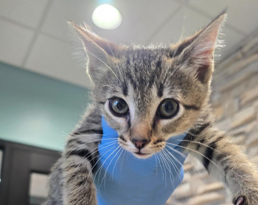 Enlarge Kaan, a Adopted mixed breed in Rowlett, TX image 4/4