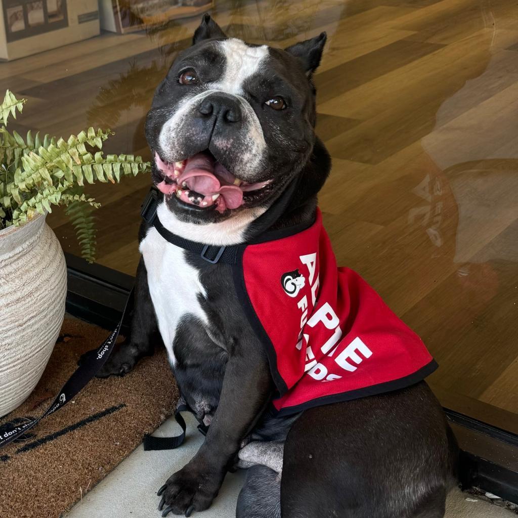 Enlarge Paula, a Adoptable mixed breed in Jupiter, FL image 1/6