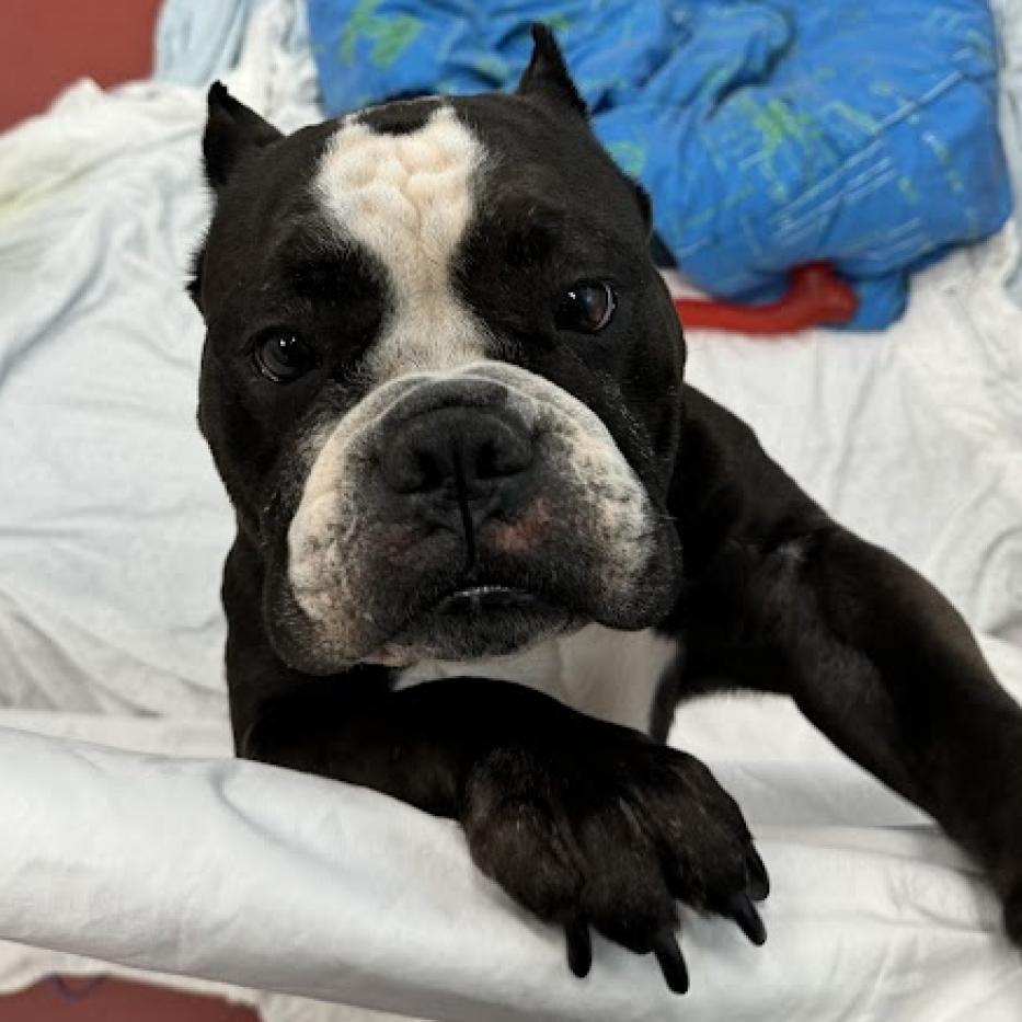 Enlarge Paula, a Adoptable mixed breed in Jupiter, FL image 2/6