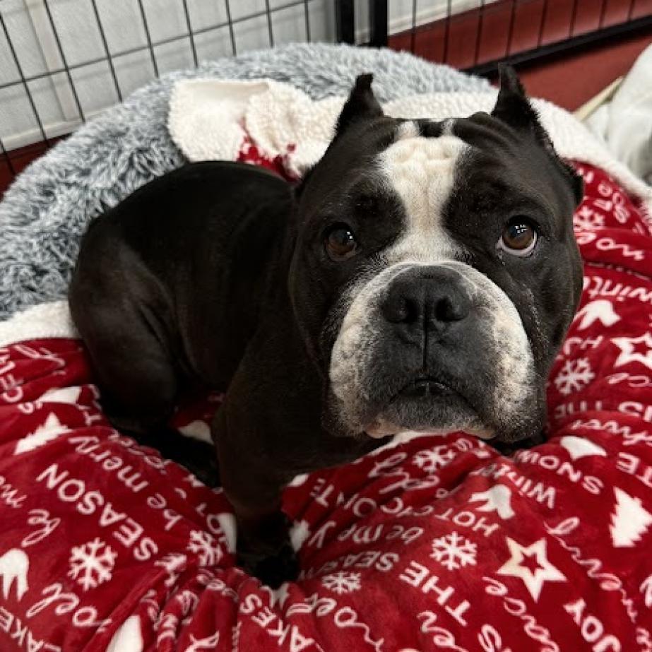 Enlarge Paula, a Adoptable mixed breed in Jupiter, FL image 4/6