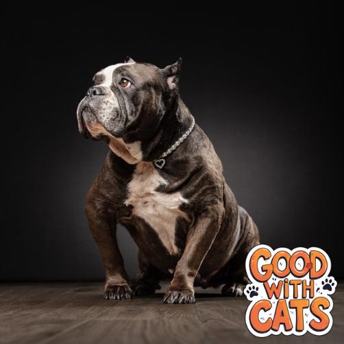 Enlarge Paula, a Adoptable mixed breed in Jupiter, FL image 5/6