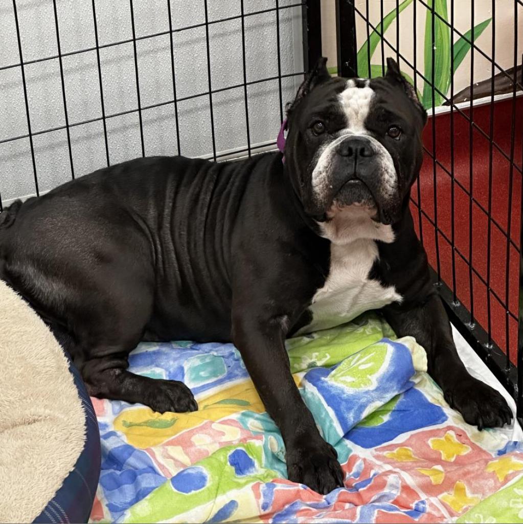 Enlarge Paula, a Adoptable mixed breed in Jupiter, FL image 6/6