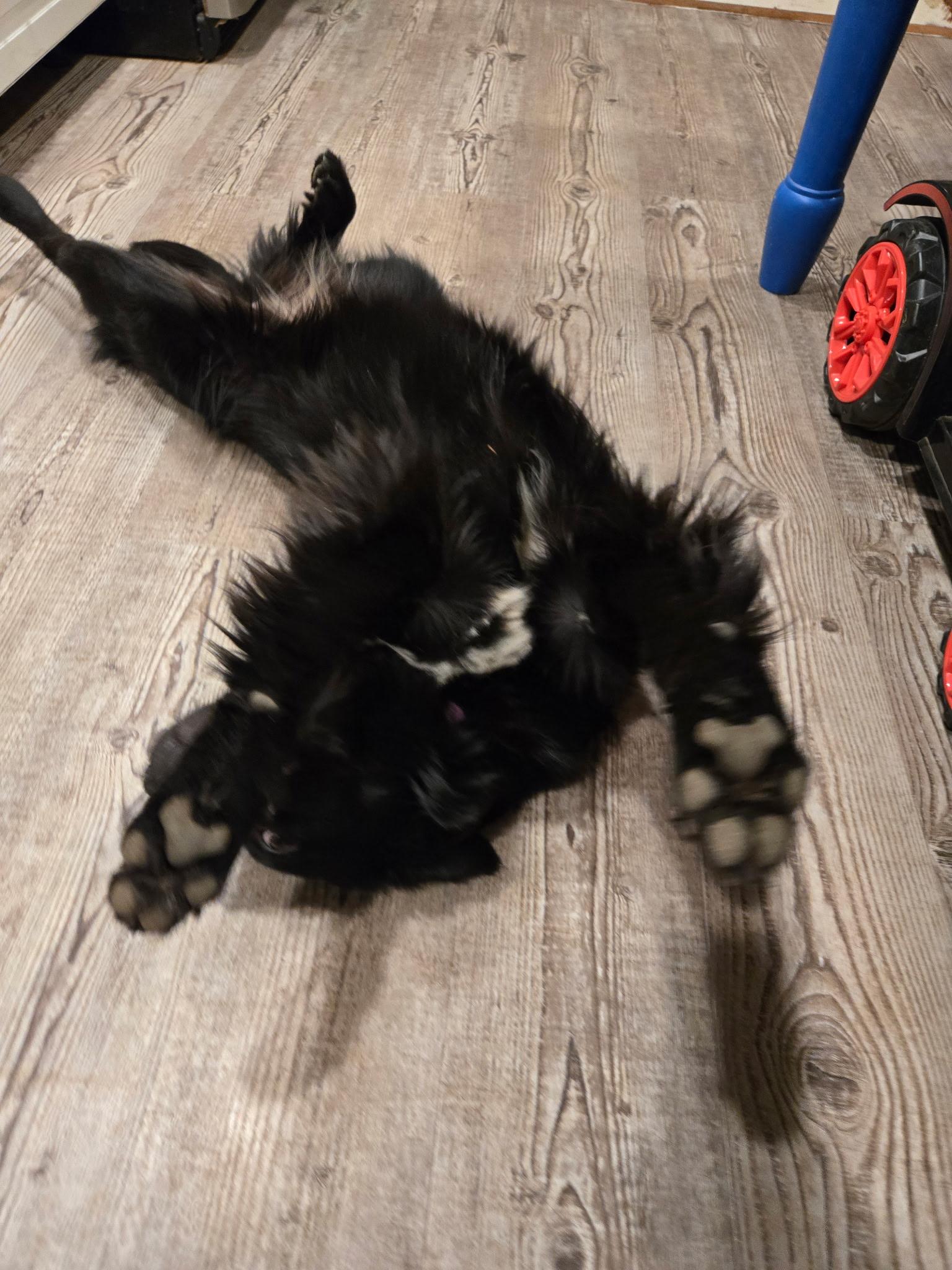 Enlarge Pipper, an adopted mixed breed in Otis, OR image 3/6