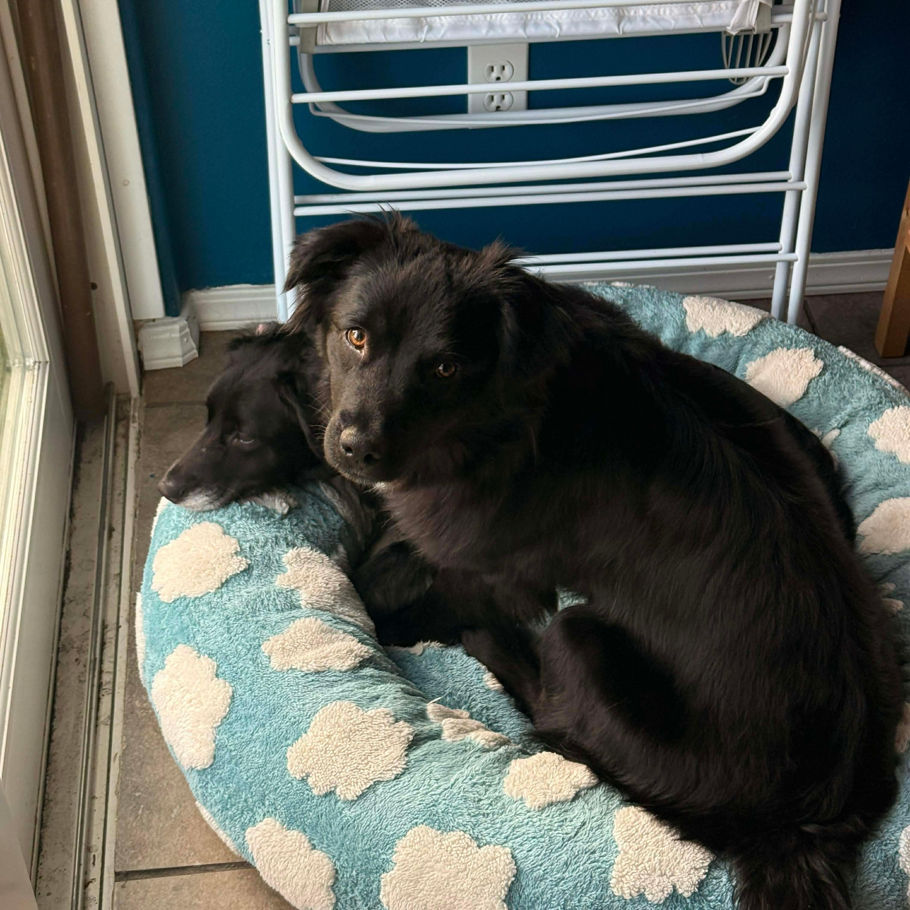 Enlarge Pipper, an adopted mixed breed in Otis, OR image 6/6