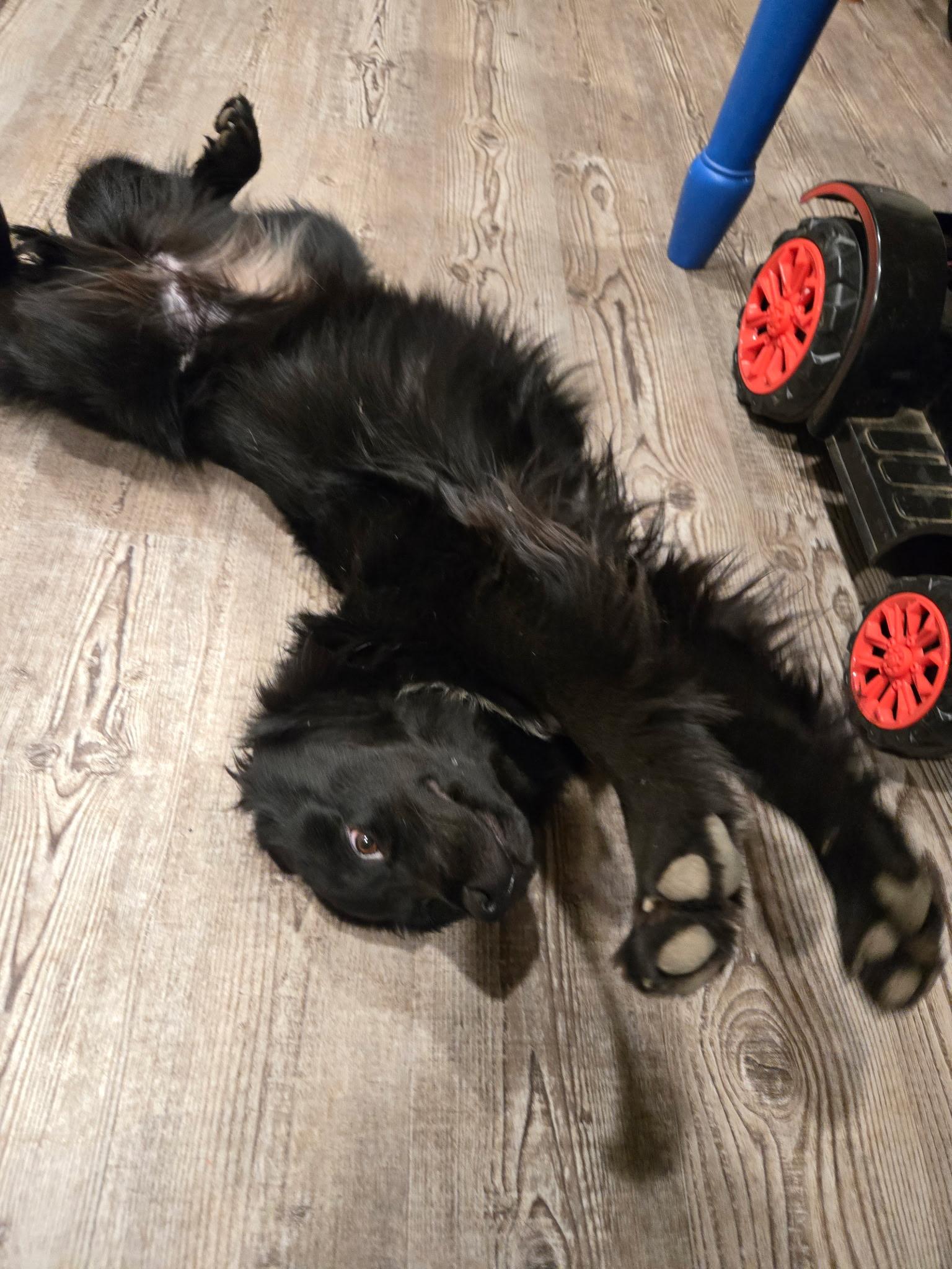 Enlarge Pipper, an adopted mixed breed in Otis, OR image 2/6