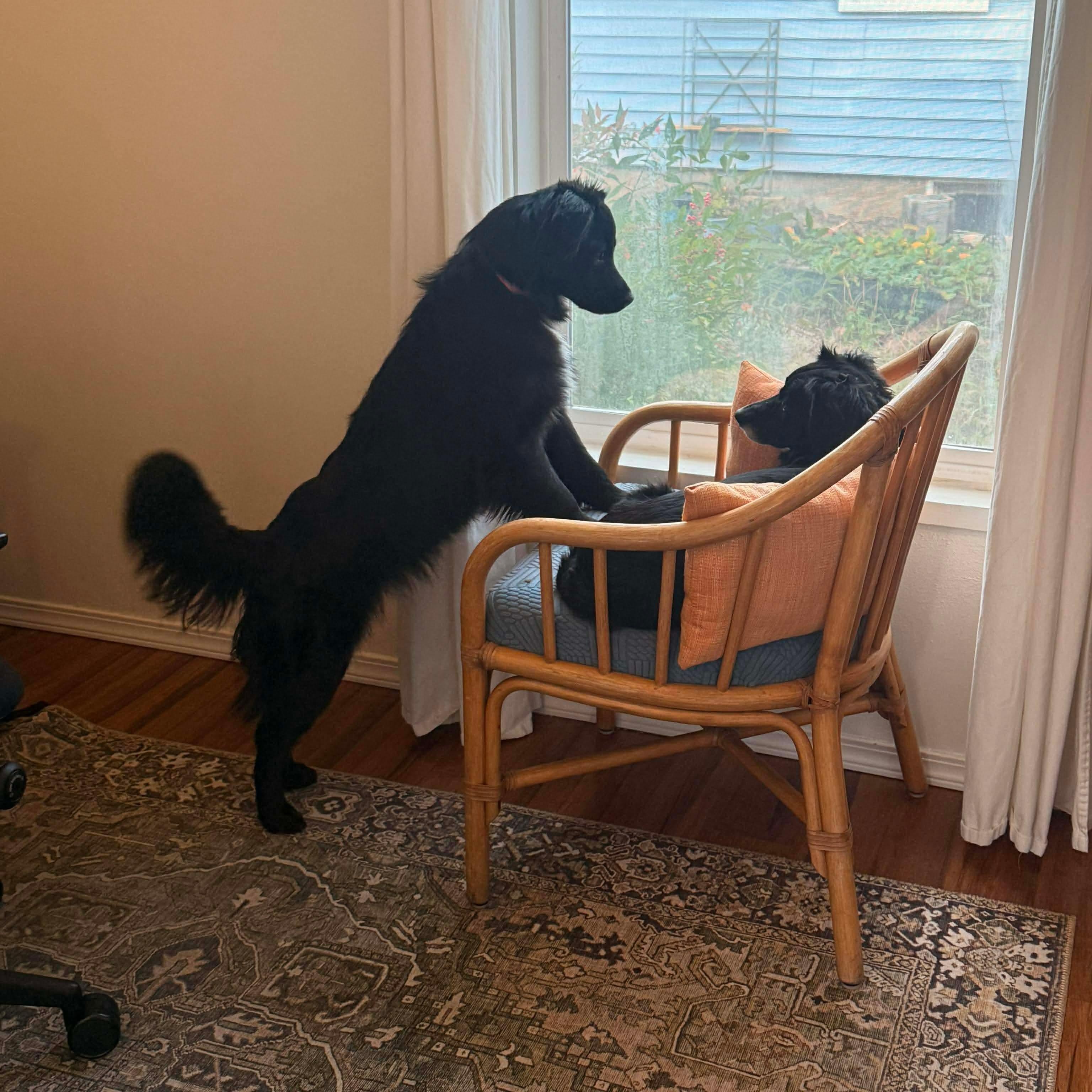 Enlarge Pipper, an adopted mixed breed in Otis, OR image 5/6