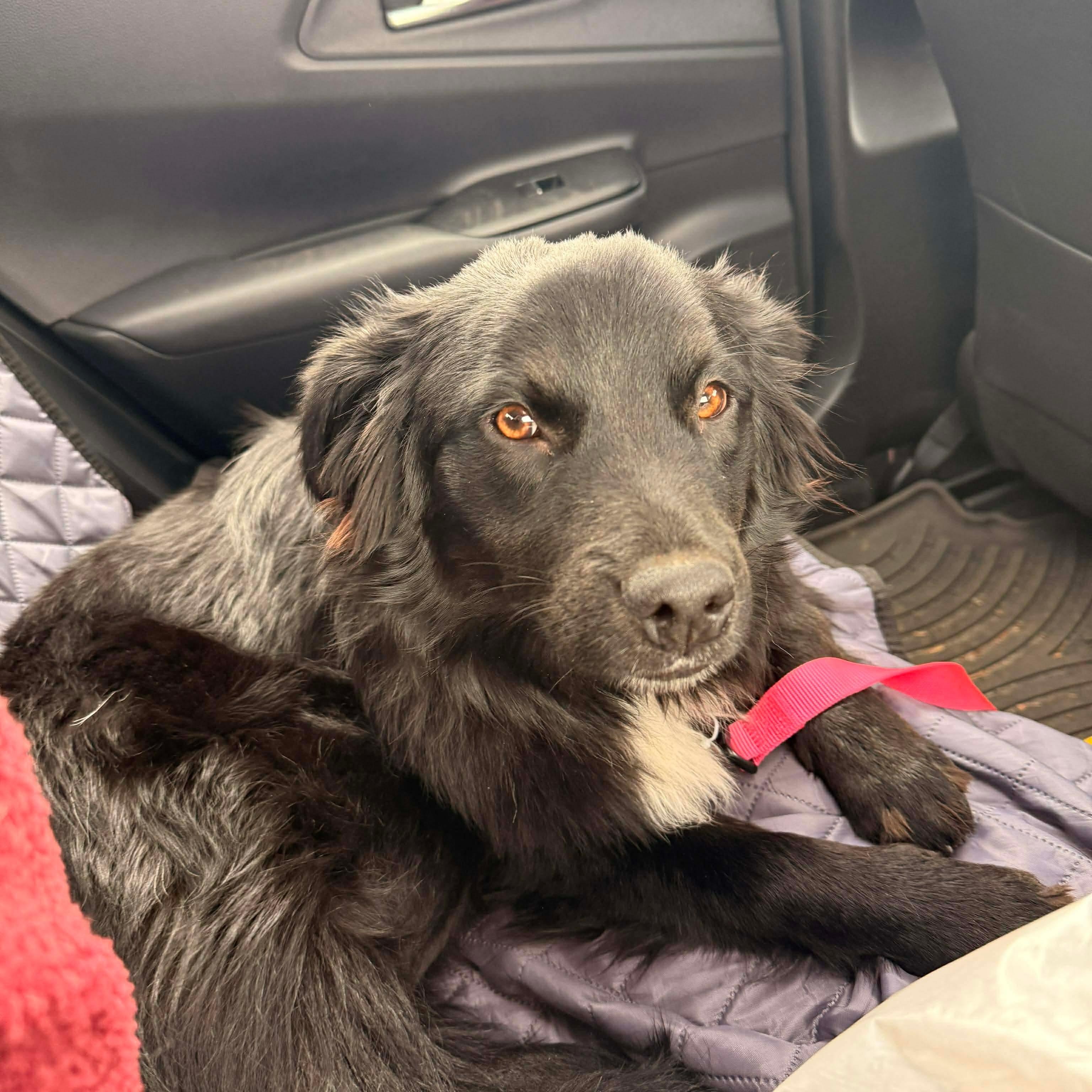 Enlarge Pipper, an adopted mixed breed in Otis, OR image 4/6