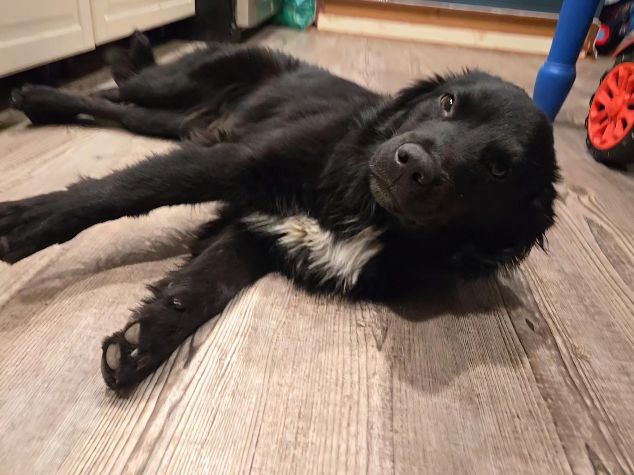 Enlarge Pipper, an adopted mixed breed in Otis, OR image 1/6