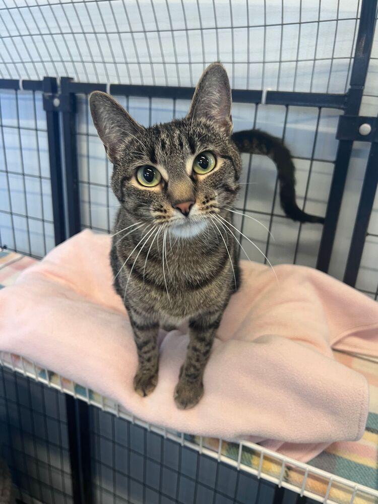 Kit Kat, Adoptable, Adult Female Domestic Short Hair.