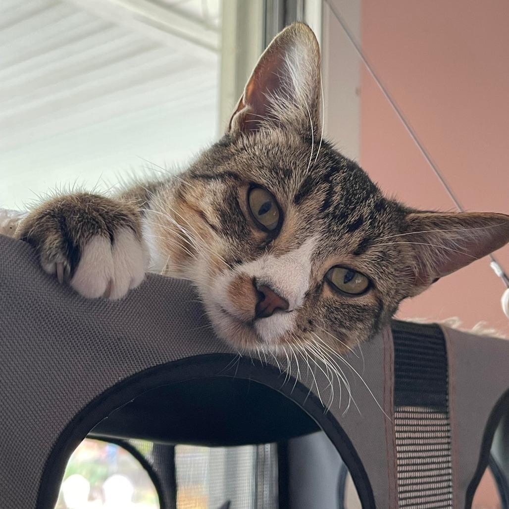 Aphelion Aura, Adoptable, Adult Male Domestic Short Hair.