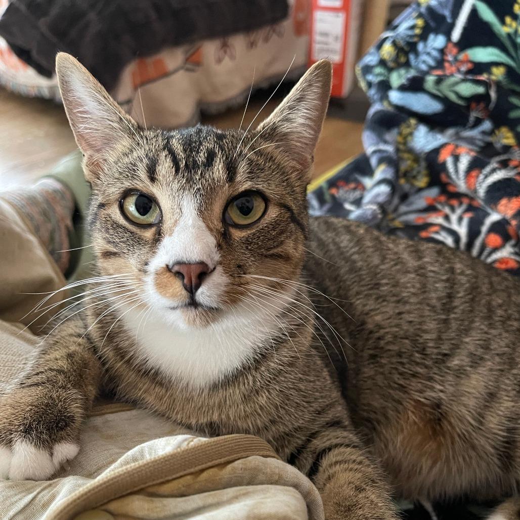 Enlarge Aphelion Aura, a Adoptable Domestic Short Hair in Manhattan, IL image 6/6