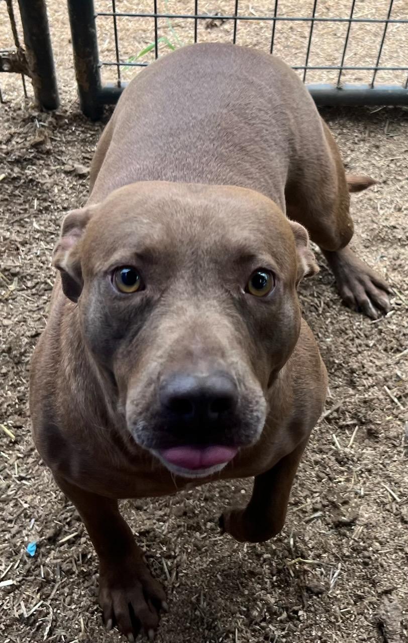 Star, Adult Female Pit Bull Terrier
