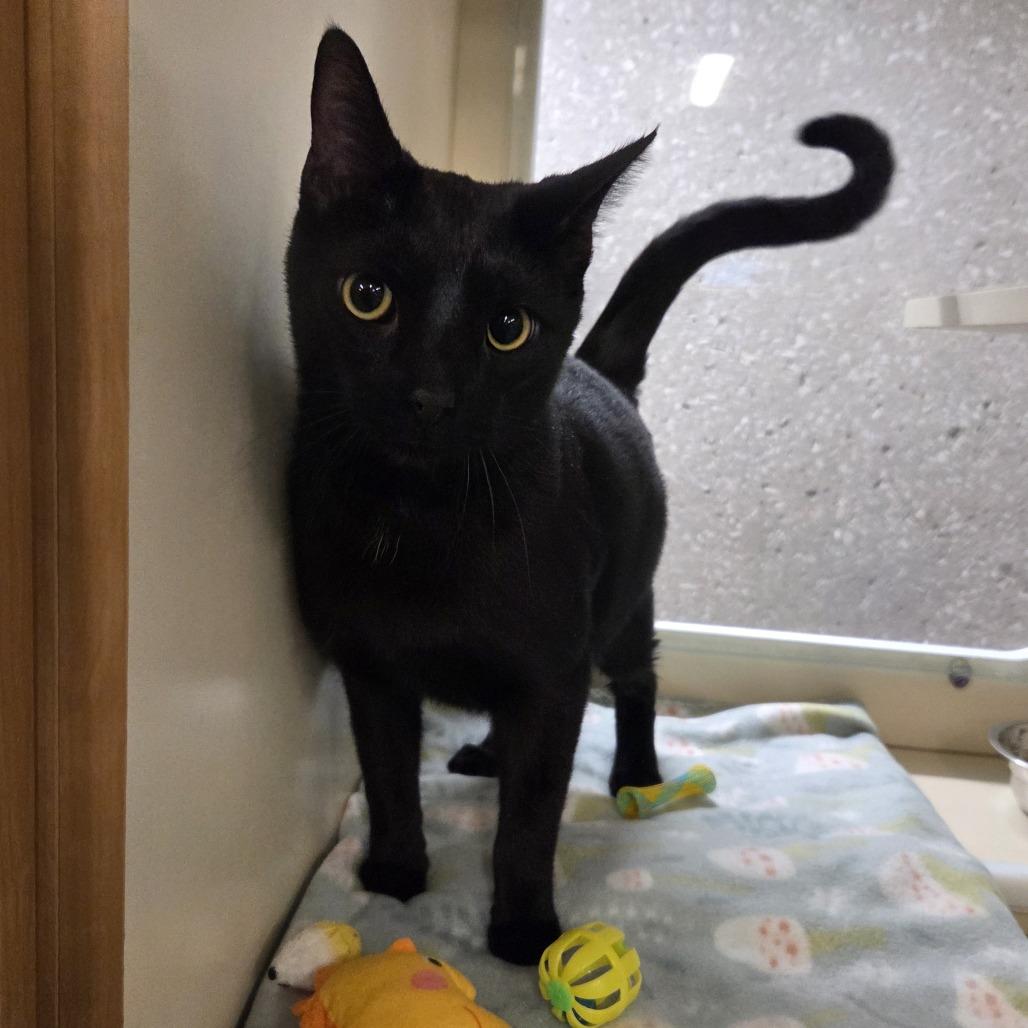 Neptune, Adoptable, Adult Male Domestic Short Hair.