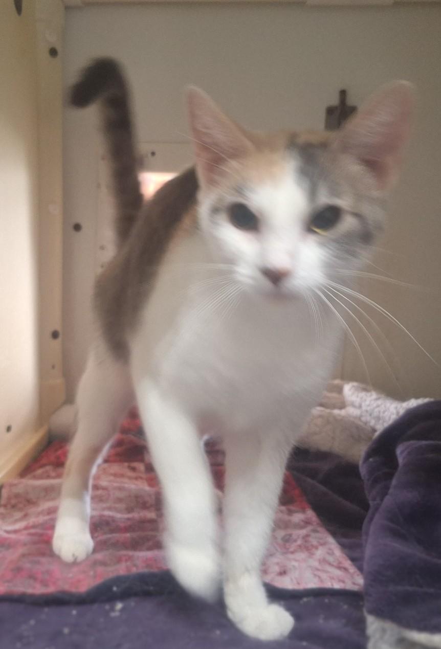 Enlarge Razzle, an adopted Domestic Short Hair in Chappell, NE image 3/3