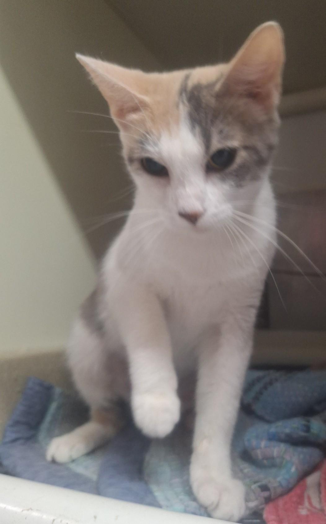 Enlarge Razzle, an adopted Domestic Short Hair in Chappell, NE image 2/3