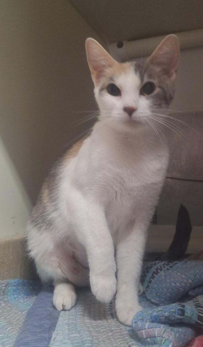 Razzle, adopted, Adult Female Domestic Short Hair.