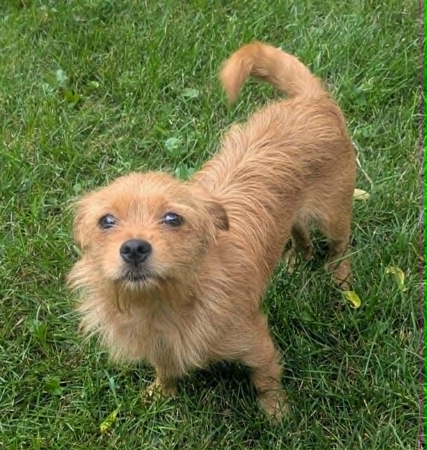 Bonnie, adopted, Young Female Yorkshire Terrier & Chihuahua.