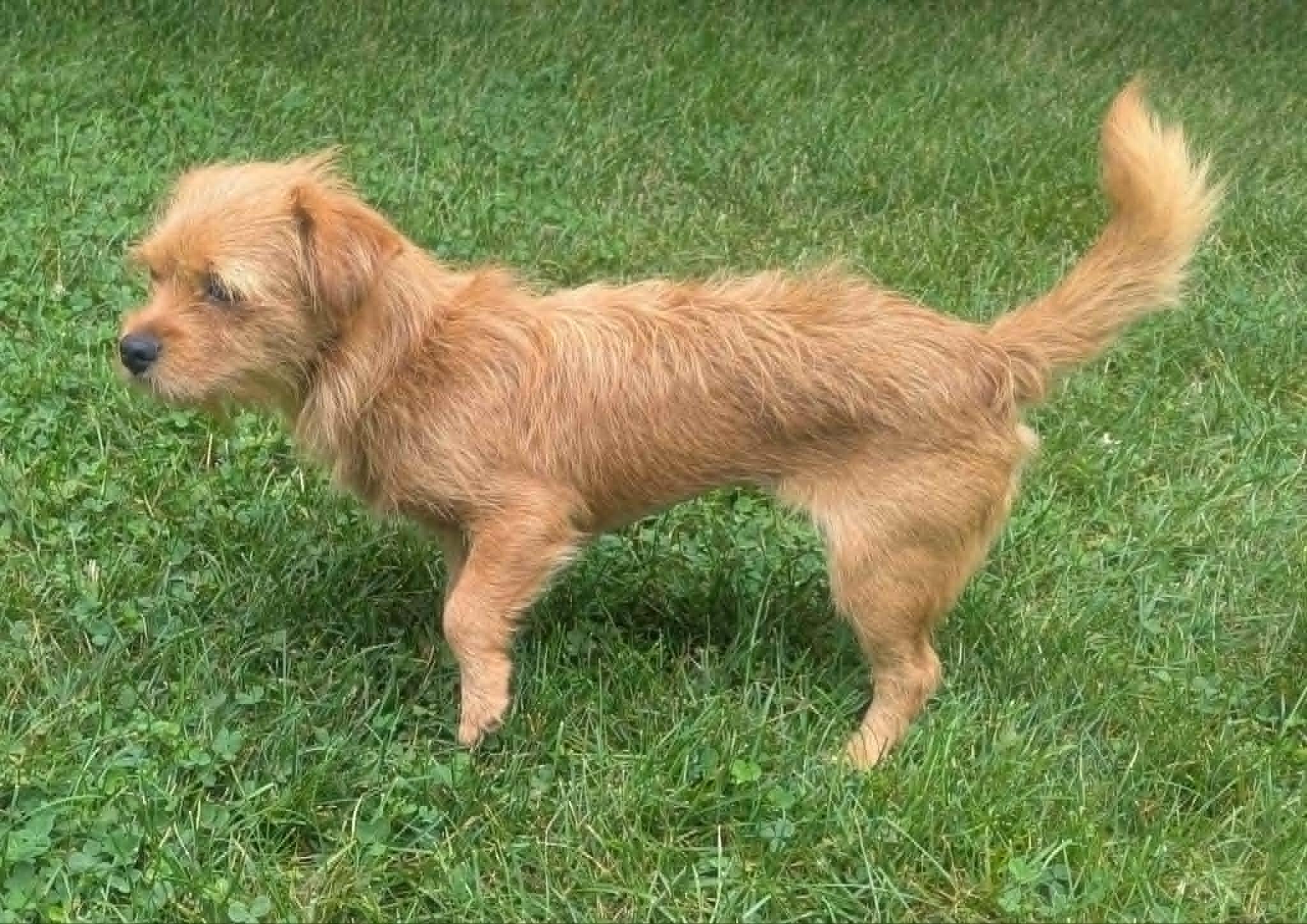 Enlarge Bonnie, an adopted mixed breed in Yorkville, IL image 3/5