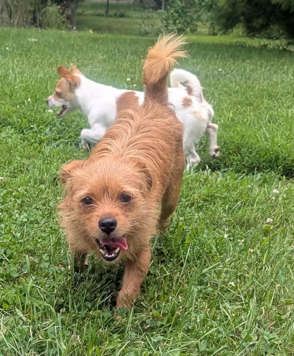 Enlarge Bonnie, an adopted mixed breed in Yorkville, IL image 5/5