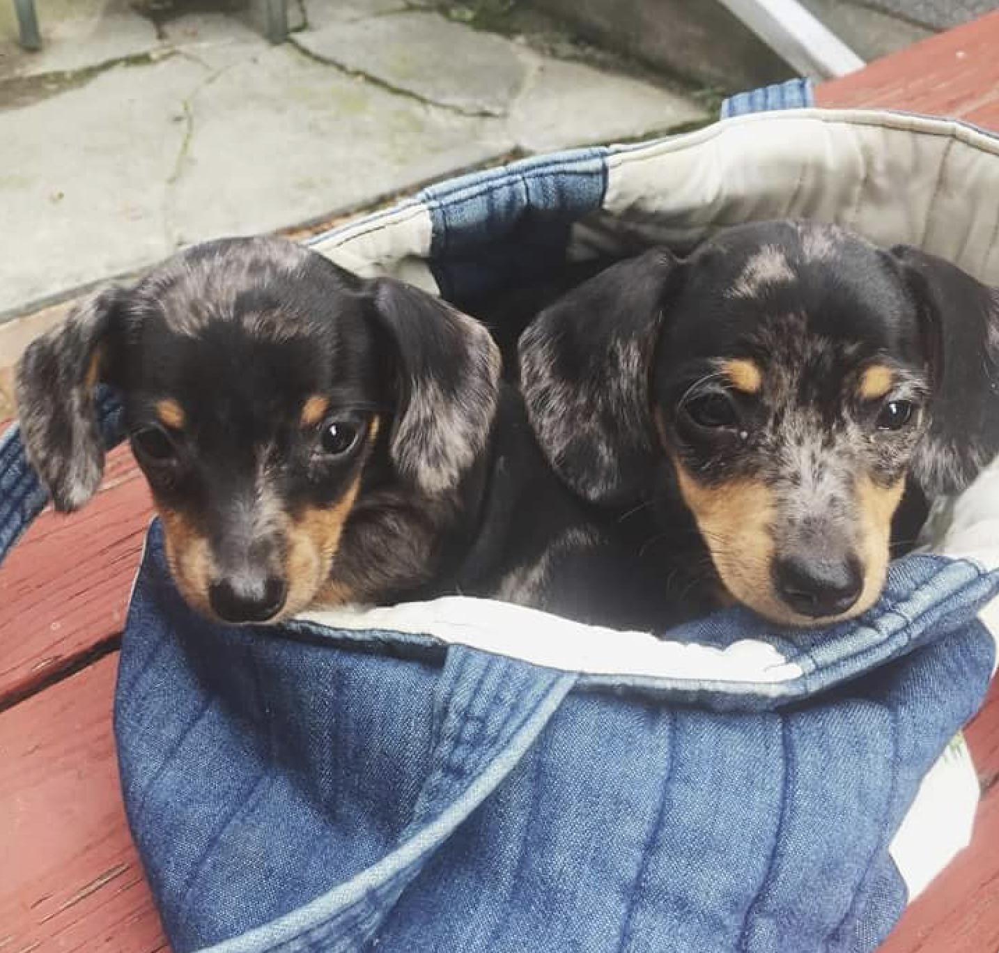 Enlarge Dottie & Dashell, a Adoptable Dachshund in Morrisville, PA image 2/2