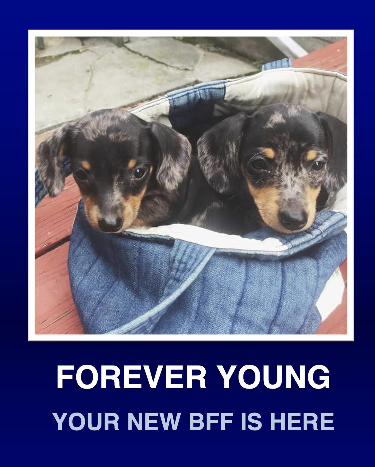 Enlarge Dottie & Dashell, a Adoptable Dachshund in Morrisville, PA image 1/2