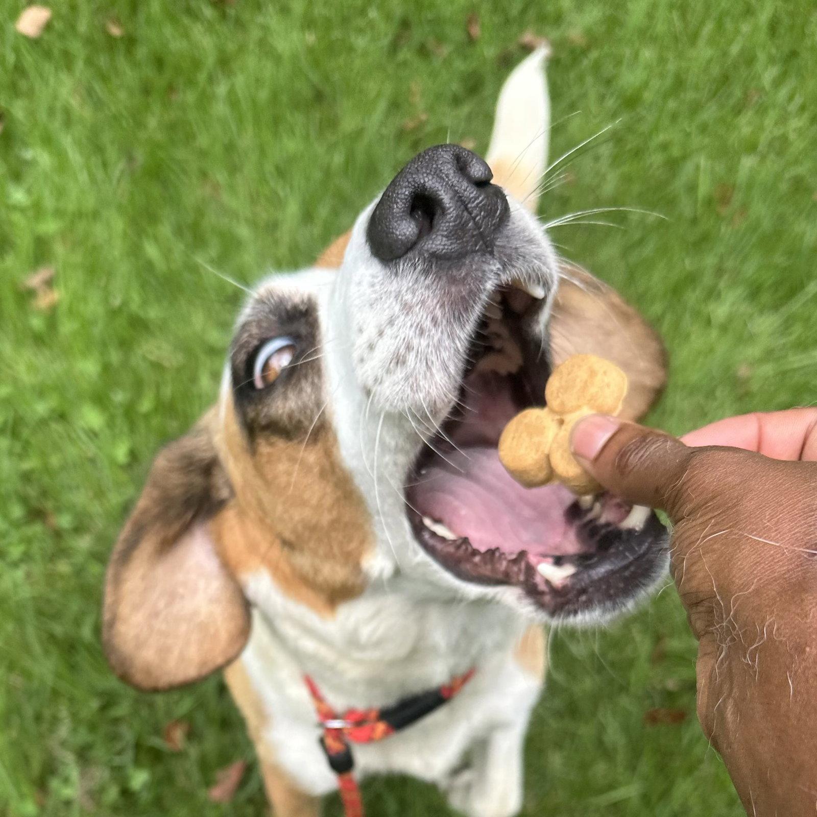 Buttermilk, Adoptable, Adult Female Beagle & Foxhound.
