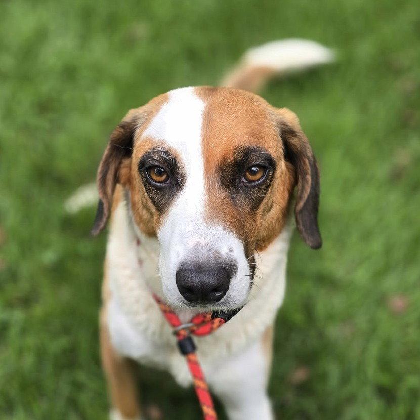 Enlarge Buttermilk, a Adoptable mixed breed in Locust Fork, AL image 2/3