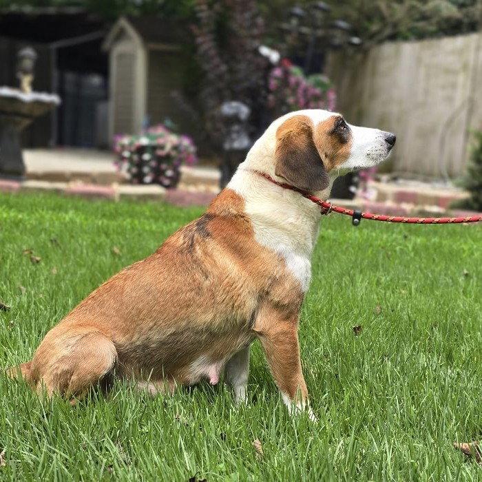 Enlarge Buttermilk, a Adoptable mixed breed in Locust Fork, AL image 3/3