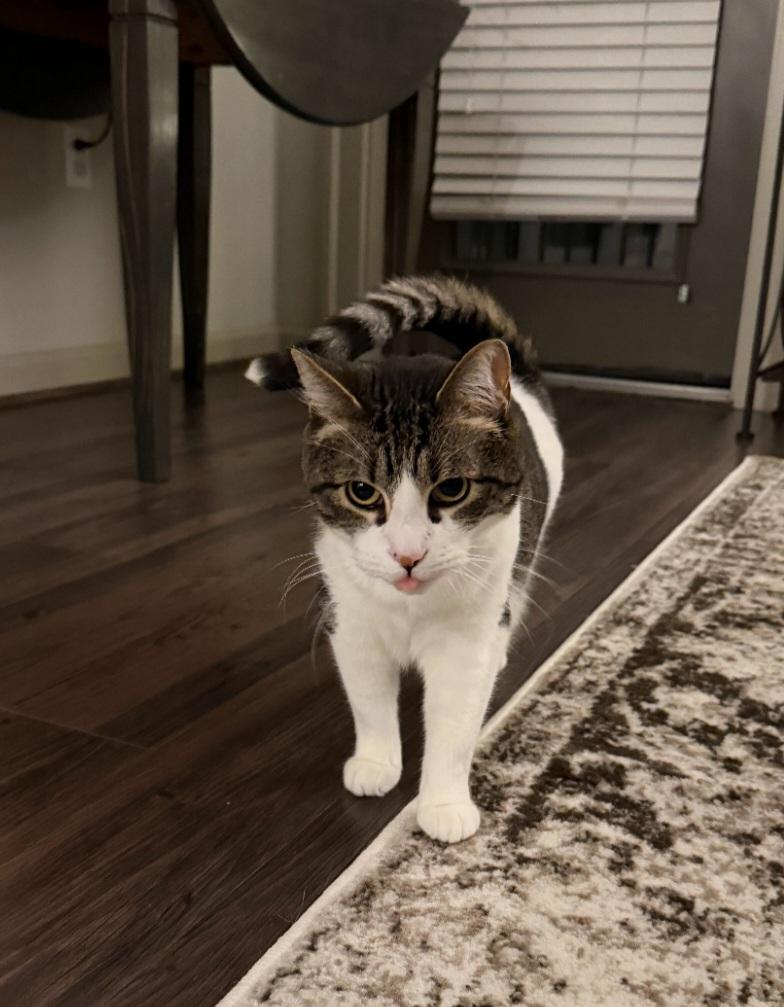 Enlarge Milo, a Adoptable Domestic Short Hair in Maryville, TN image 3/3