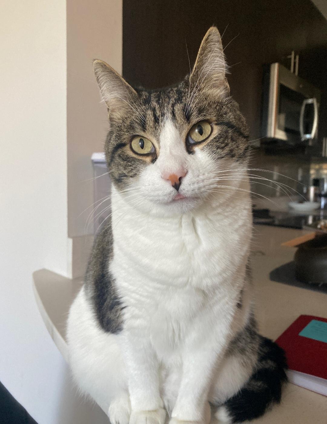 Enlarge Milo, a Adoptable Domestic Short Hair in Maryville, TN image 1/3