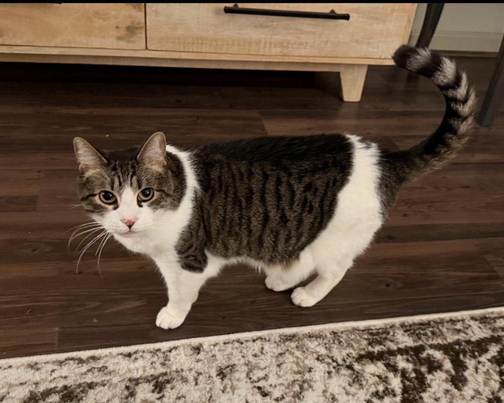 Enlarge Milo, a Adoptable Domestic Short Hair in Maryville, TN image 2/3