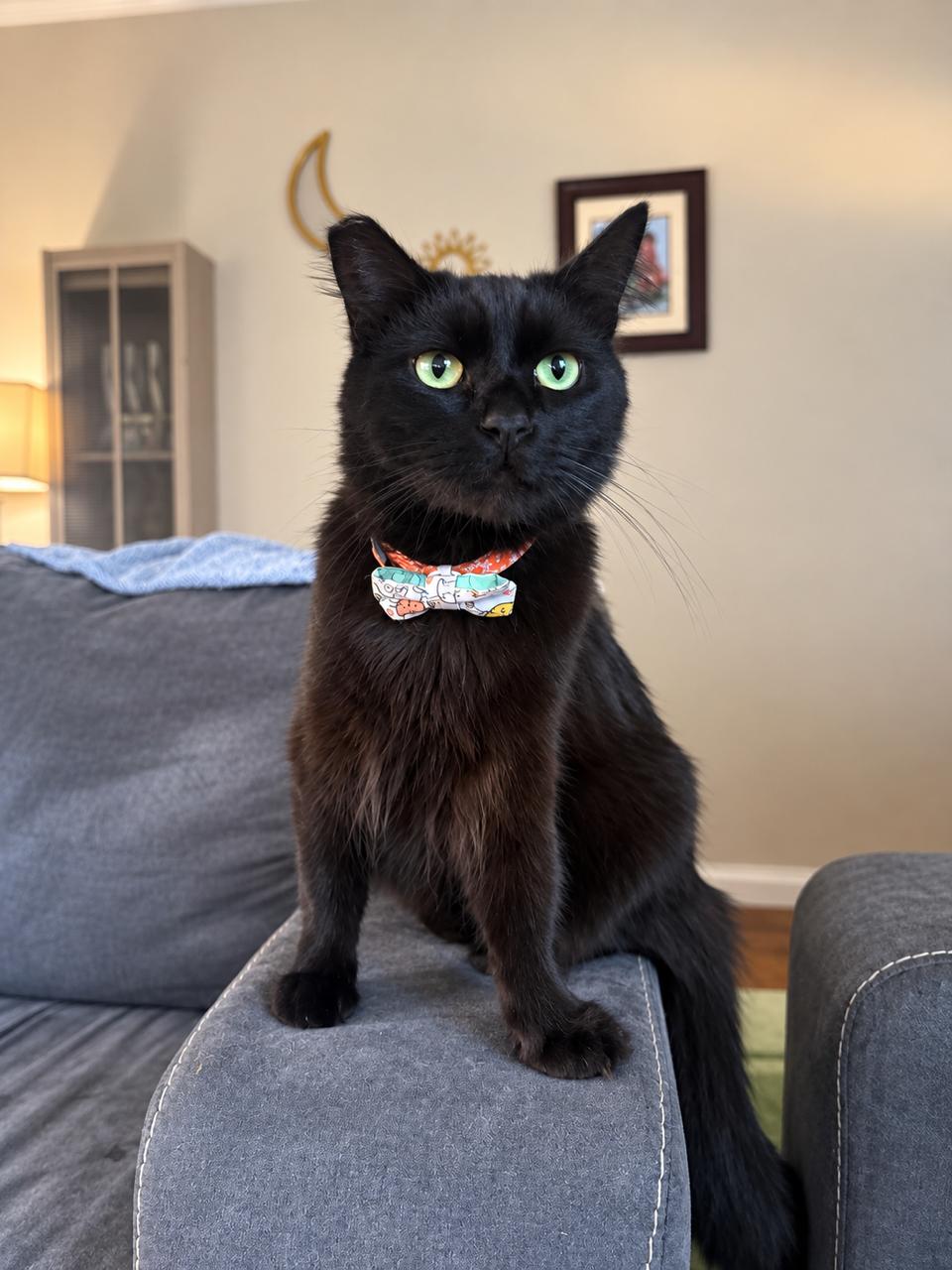 Enlarge Romeo, a Adopted Domestic Medium Hair in Los Angeles, CA image 5/5