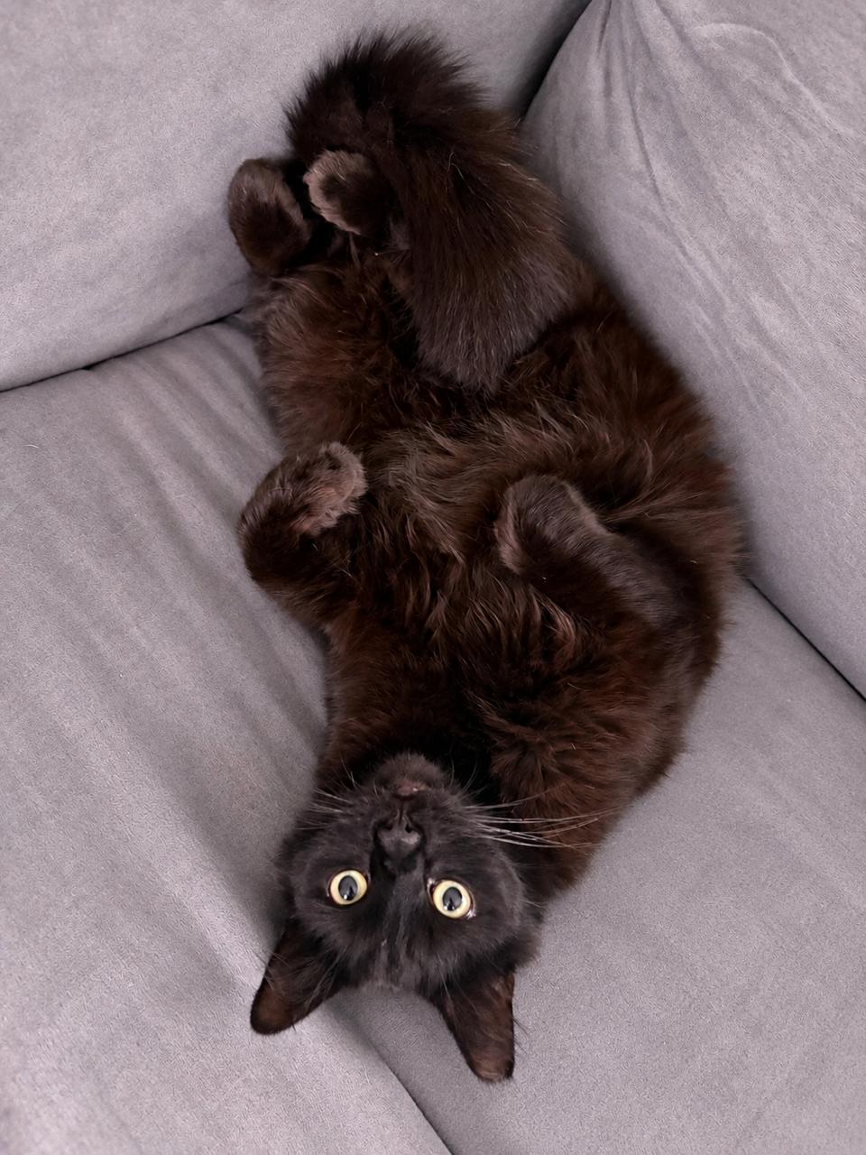 Romeo, Adopted, Young Male Domestic Medium Hair.