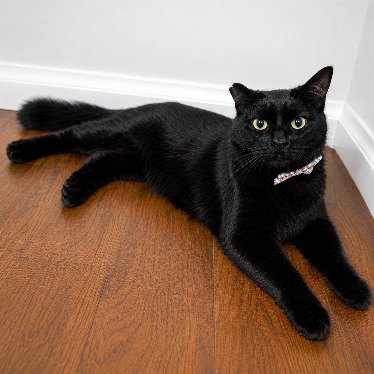Enlarge Romeo, a Adopted Domestic Medium Hair in Los Angeles, CA image 4/5