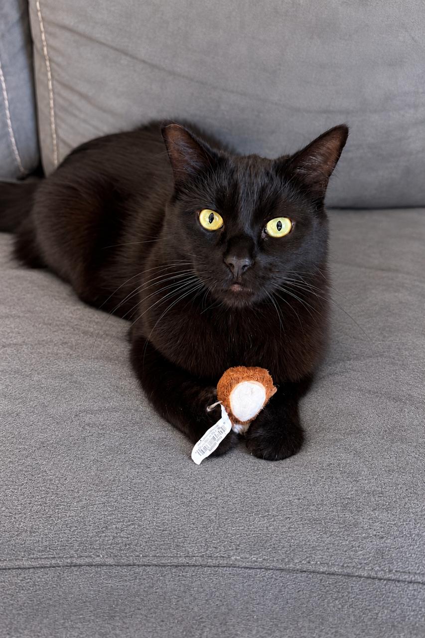 Enlarge Romeo, a Adopted Domestic Medium Hair in Los Angeles, CA image 3/5