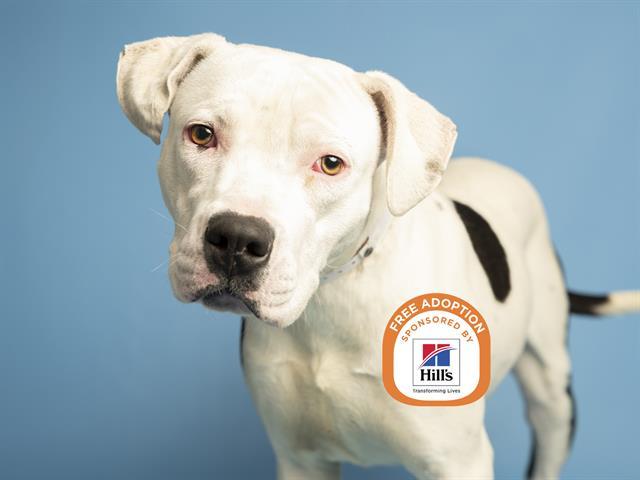 CHIP, Adoptable, Young Male Pit Bull Terrier.
