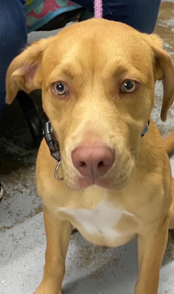 Wallie, Adoptable, Young Male Labrador Retriever & Golden Retriever.