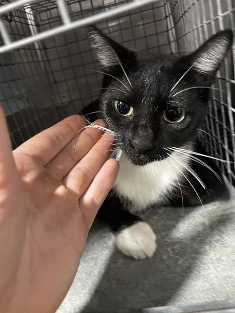 NICOLE, Adoptable, Young Female Domestic Short Hair.