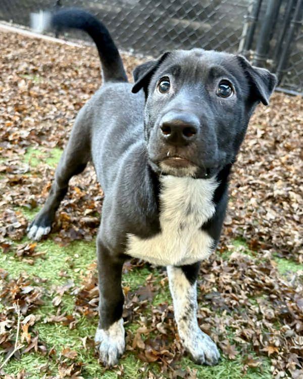 Frankie, Adoptable, Puppy Male Shepherd & Shar-Pei.