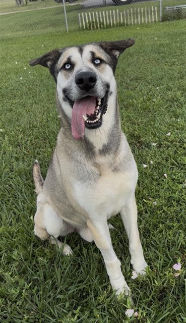 APOLLO, Adoptable, Adult Male German Shepherd Dog & Husky.