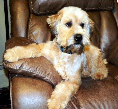 Enlarge Kya, an adopted Wheaten Terrier in Bedford Hills, NY image 1/2