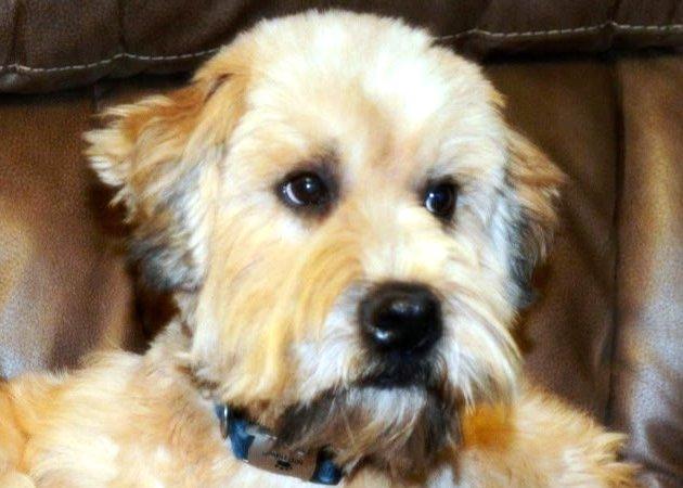 Enlarge Kya, an adopted Wheaten Terrier in Bedford Hills, NY image 2/2