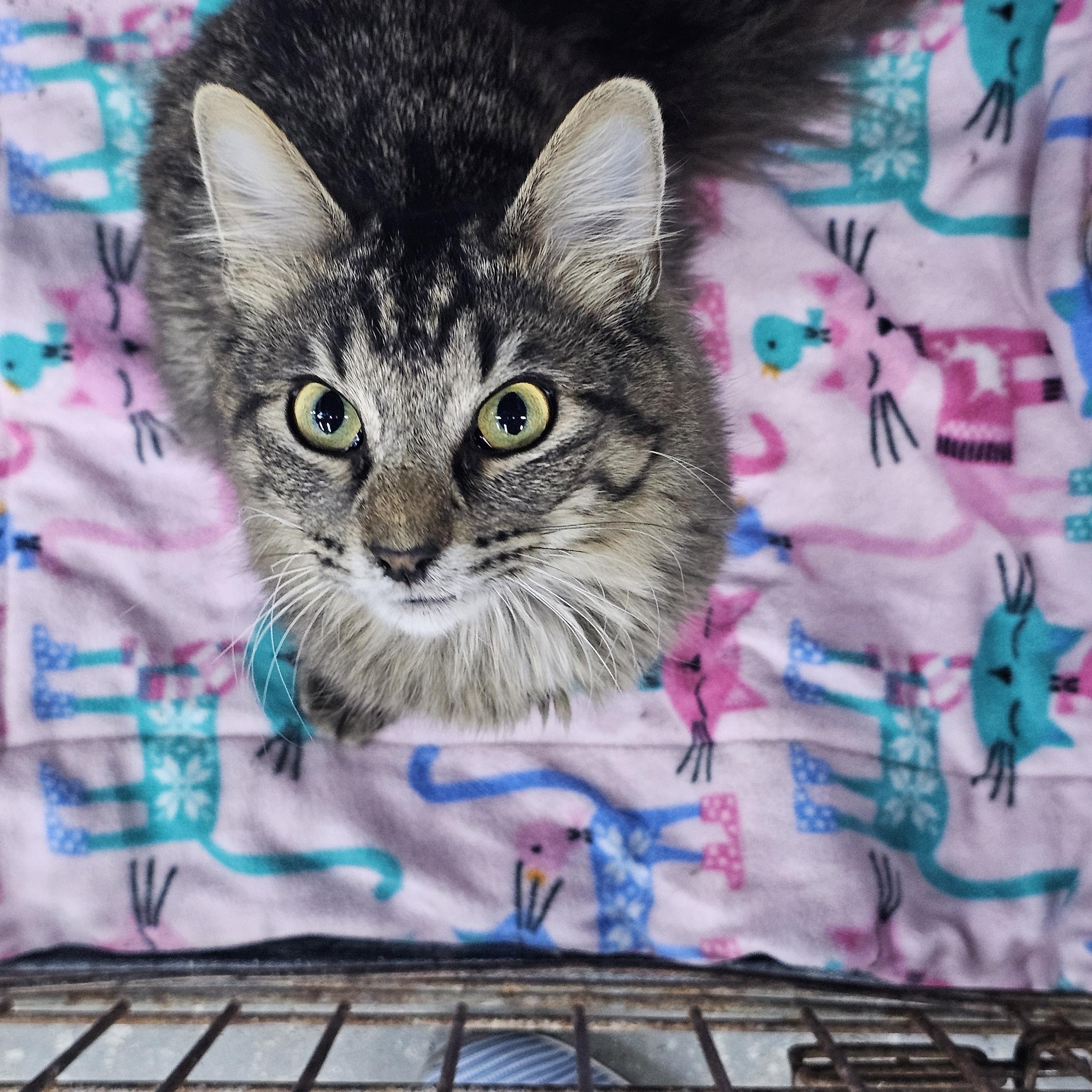 Max (Crooklyn), Young Male Domestic Medium Hair
