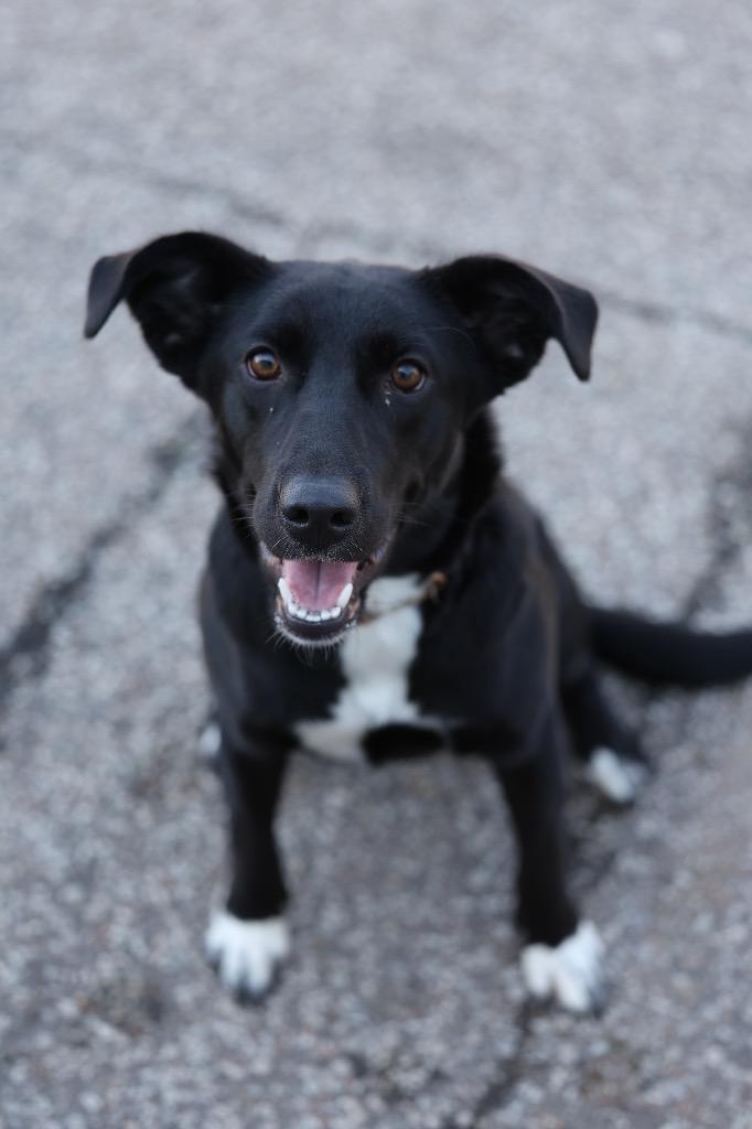 Dawn, Adoptable, Adult Female Mixed Breed.