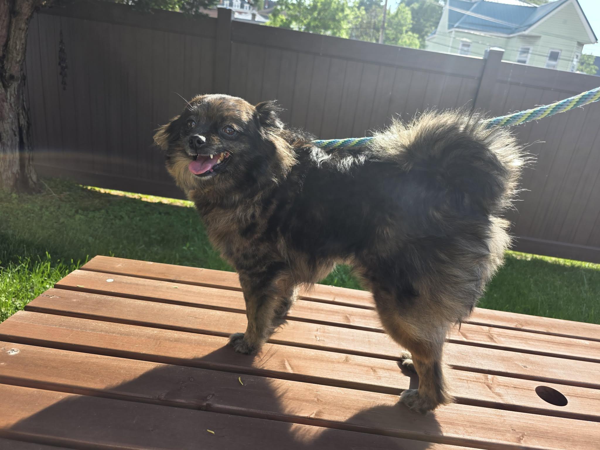 Enlarge Peaches, an adopted Pomeranian in Greensburg, PA image 4/6